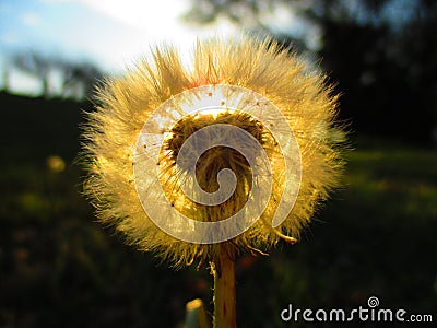 Dandelion dreams sunlight glare Stock Photo