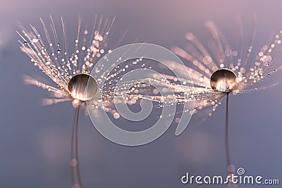 Dandelion with drops of water in a beautiful tonality. Macro of a dandelion Stock Photo