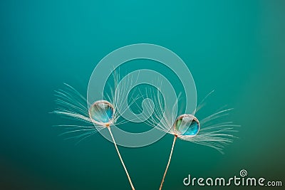 Dandelion with drops of water in a beautiful tonality. Macro of a dandelion. Turquoise background Stock Photo