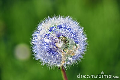 Dandelion with earth shape Stock Photo