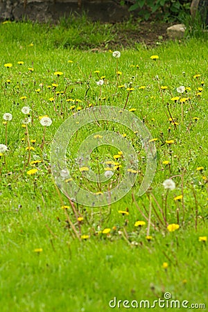 Dandelion field. fluffy dandelion. Part of a meadow in the background. Stock Photo