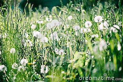 Dandelion field. fluffy dandelion. Part of a meadow, dandelions in the background. Beautiful white dandelion flowers in green Stock Photo