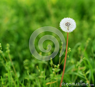 Dandelion in a field of green Stock Photo