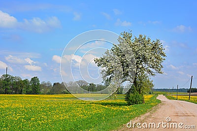 Dandelion field and spring road Stock Photo
