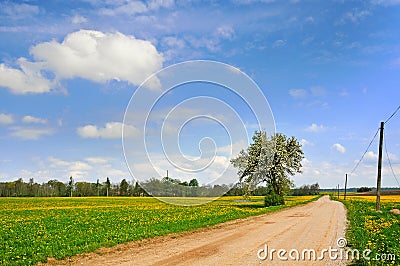 Dandelion field and spring road Stock Photo