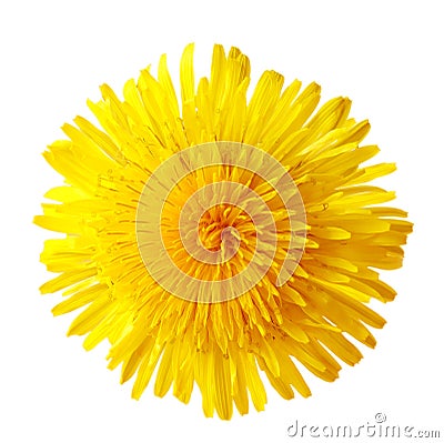 Dandelion Flower Stock Photo