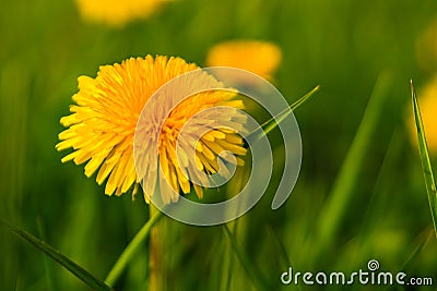 dandelion flower against green grass Stock Photo