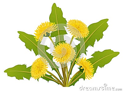 Dandelion flower bouquet with leaf for spring Vector Illustration