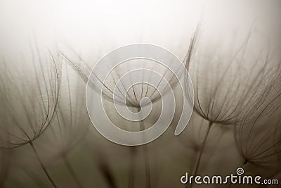 Dandelion flower, extreme closeup, abstract background Stock Photo