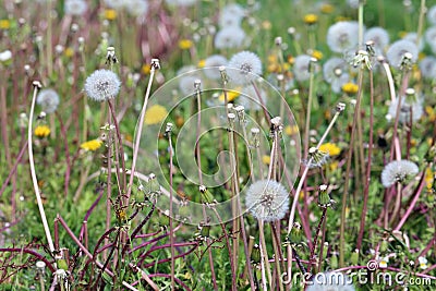 Dandelion Flowers with White Fluffy Heads Full of Seeds Ready to Fly Stock Photo