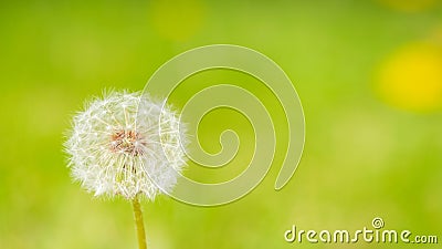 Dandelion flower with fluffy seeds on minimalistic background. Summer concept. Horizontal frame copy space Stock Photo