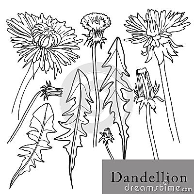 Dandelion flower. Isolated outlined vector set on white. Vector Illustration