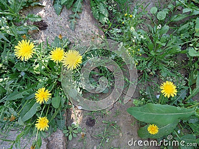 Dandelion - flowering Stock Photo