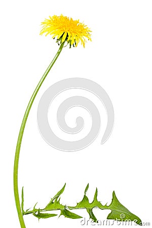 Dandelion flower with long stem Stock Photo