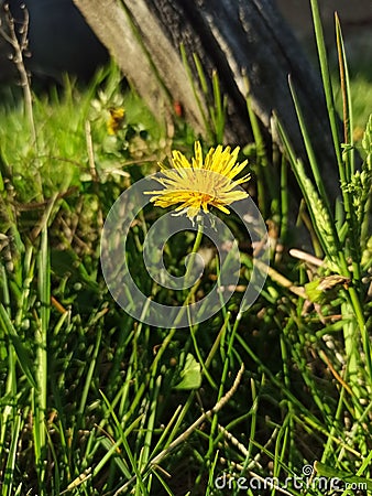 Dandelion flower looking beautifuly im afternoon Stock Photo