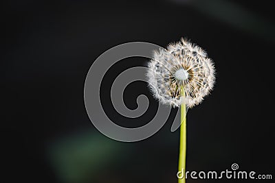 Dandelion flower macro cross-section Stock Photo