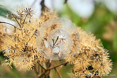 Dandelion flower on nature outdoor background. Stock Photo
