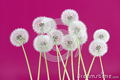 Dandelion flower on pink color background, group objects on blank space backdrop, nature and spring season concept. Stock Photo