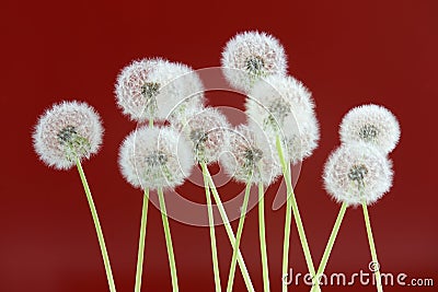 Dandelion flower on red color background, group objects on blank space backdrop, nature and spring season concept. Stock Photo