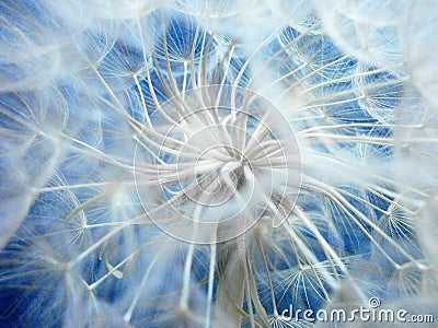 Dandelion Stock Photo