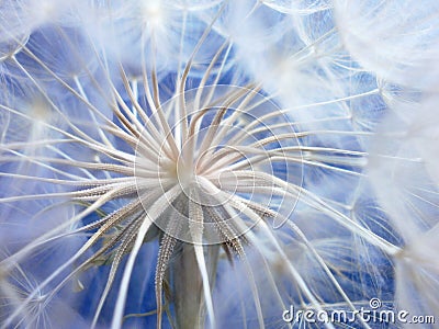 Dandelion Stock Photo