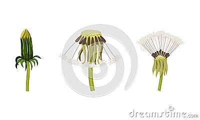 Dandelion Flower with Seedhead with Pappus on Stalk Vector Set Vector Illustration