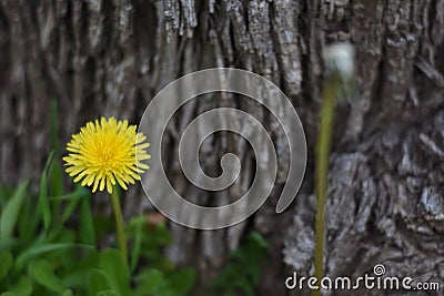 Dandelion Flower Tree Bark Background Stock Photo