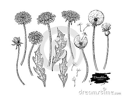 Dandelion flower vector drawing set. Isolated wild plant and flying seeds. Herbal Vector Illustration