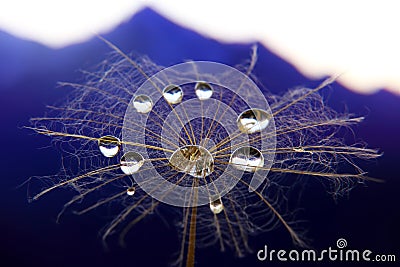 Dandelion flower with water drops on a background of mountainous terrain Stock Photo