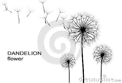 Dandelion flower Stock Photo