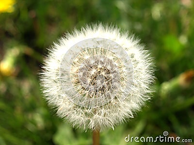 Dandelion flower Stock Photo