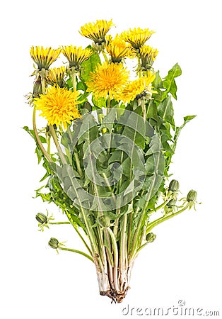 Dandelion flowers green leaves Taraxacum officinale Stock Photo