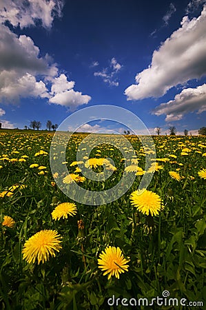 Dandelion flowers meadow Stock Photo