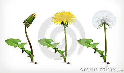 Dandelion flowers, vector icon set Vector Illustration