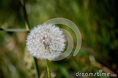 Dandelion fluff ball in closup with dark green background Stock Photo