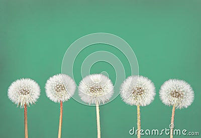 Dandelion fluff on teal Stock Photo