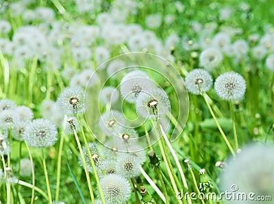 Dandelion fluffs in green grass Stock Photo