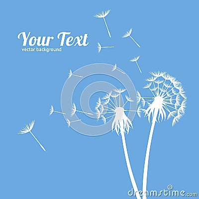 Dandelion Fluffy Flower and Seeds Card. Vector Vector Illustration