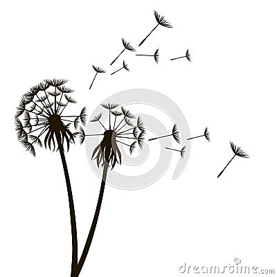 Dandelion Fluffy Flower and Seeds. Vector Vector Illustration