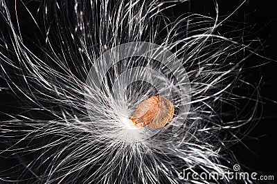 Dandelion fluffy seed Stock Photo