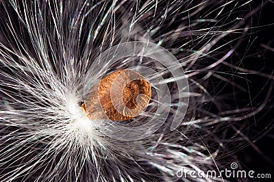 Dandelion fluffy seed on black Stock Photo