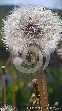 Dandelion fluffy sensitive and delicate Stock Photo