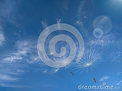 Dandelion flying away Stock Photo