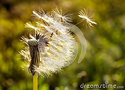 Dandelion flying close-up Stock Photo