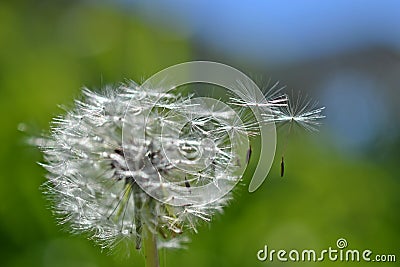 Dandelion with flying fruits Stock Photo