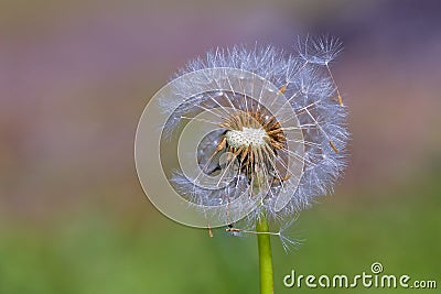 Dandelion flying on green background Stock Photo