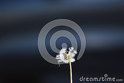 Dandelion flying in the wind Stock Photo