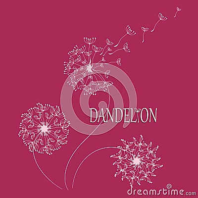 DANDELION. Flying in the wind, the parachutes. Vector Illustration