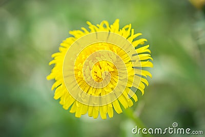 Dandelion in the forest Stock Photo