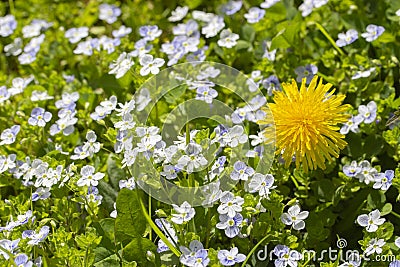 Dandelion among forget-me-nots. bright yellow sunny dandelion flower many blue little forget-me-nots. Stand out, be bright, be Stock Photo